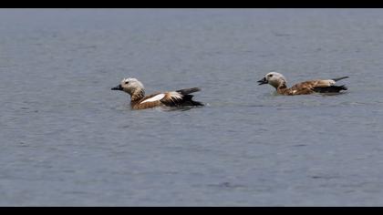 Ruddy Shelduck