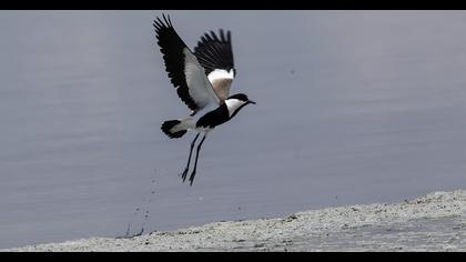Spur-winged Lapwing