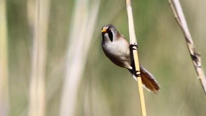 Bearded Reedling