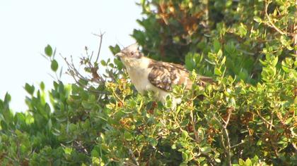 Great Spotted Cuckoo