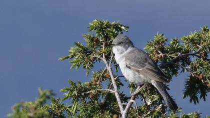 Eastern Orphean Warbler