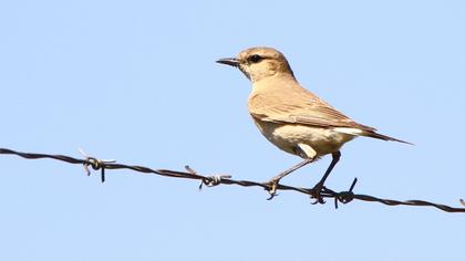 Isabelline Wheatear