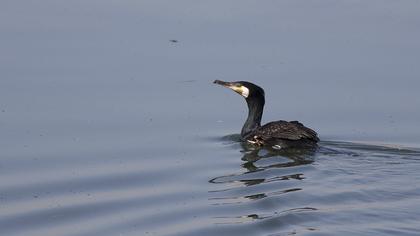 Great Cormorant