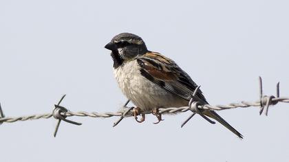 Dead Sea Sparrow