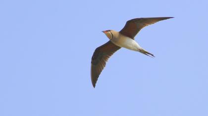 Collared Pratincole