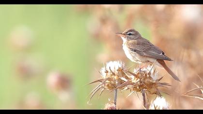 Rufous-tailed Scrub Robin