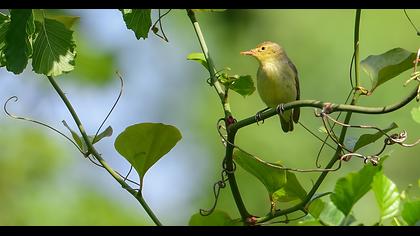 Icterine Warbler