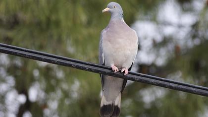 Common Wood Pigeon