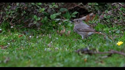 Black Redstart