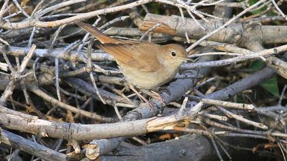 Common Nightingale