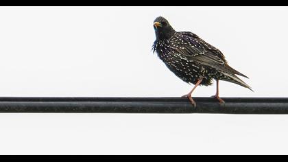 Common Starling