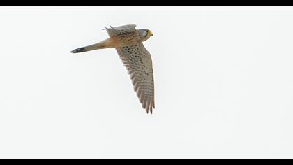 Common Kestrel