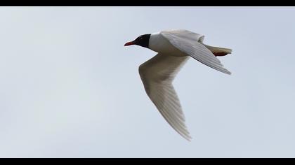 Mediterranean Gull