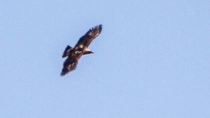 Eastern Imperial Eagle