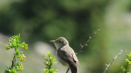 Upcher`s Warbler