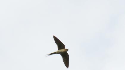 Red-rumped Swallow