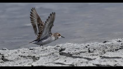 Little Stint