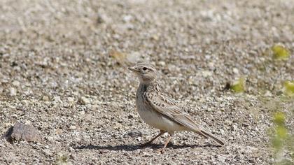 Turkestan Short-toed Lark