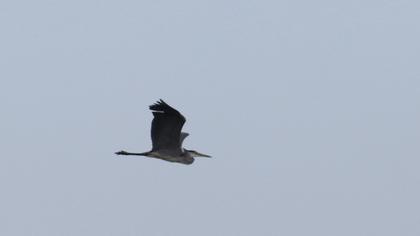 Grey Heron