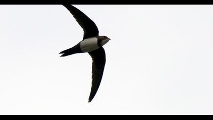 Alpine Swift