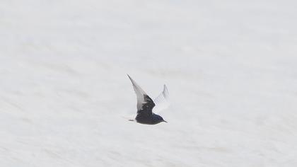 White-winged Tern
