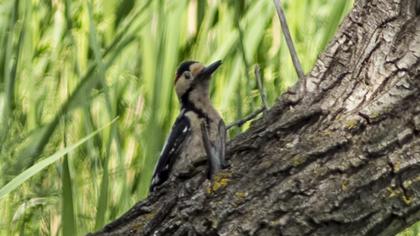 Syrian Woodpecker