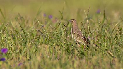 Tawny Pipit