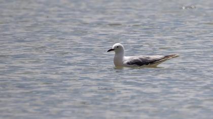 Slender-billed Gull