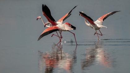 Greater Flamingo
