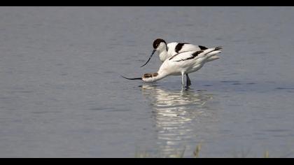 Pied Avocet