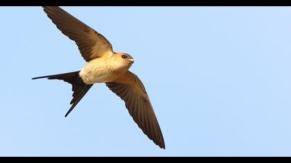 Red-rumped Swallow