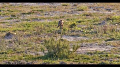 Red-footed Falcon