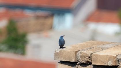 Blue Rock Thrush