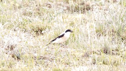 Lesser Grey Shrike