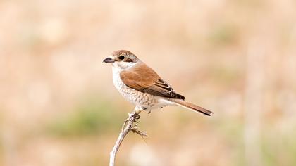 Kızılsırtlı örümcekkuşu