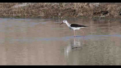 Black-winged Stilt