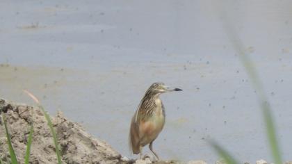 Squacco Heron
