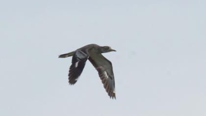 Eurasian Stone-curlew