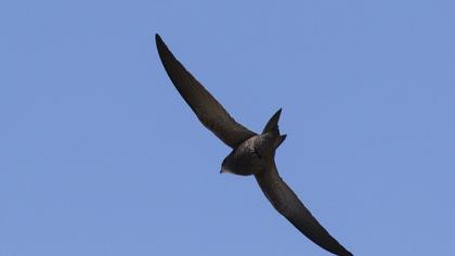 Pallid Swift
