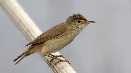 Eurasian Reed Warbler
