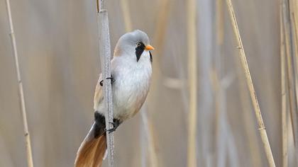 Bearded Reedling