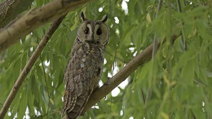 Long-eared Owl