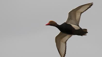 Red-crested Pochard