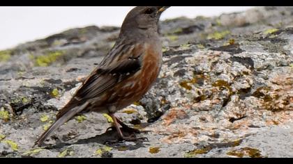 Alpine Accentor