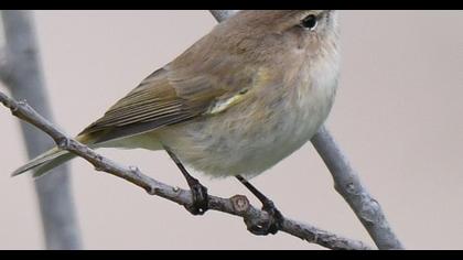 Mountain Chiffchaff