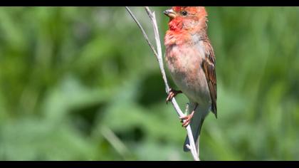 Common Rosefinch