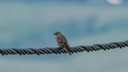 Rock Sparrow