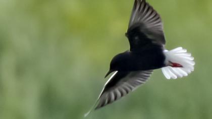 White-winged Tern