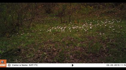 European Green Woodpecker