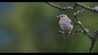 Woodlark